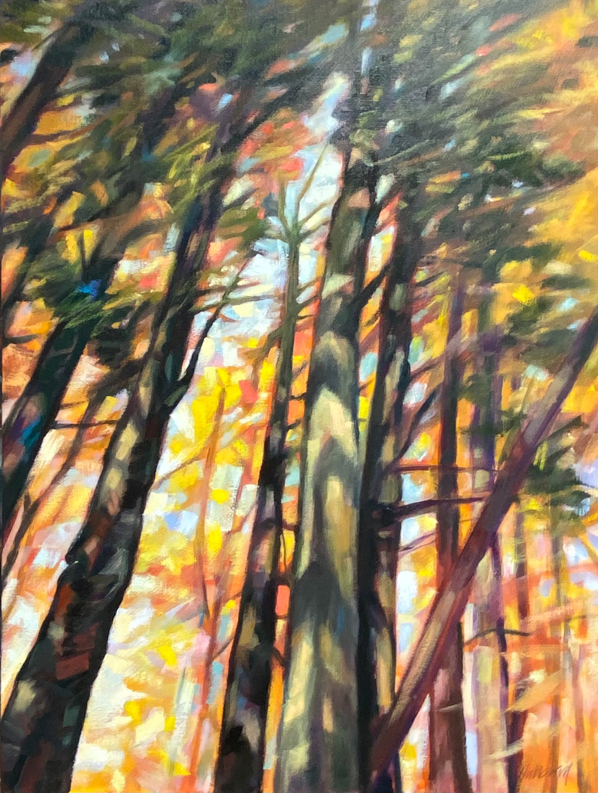 Treetop Pines by John Hubbard