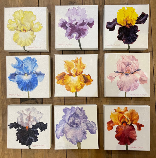 Iris by Margie Guyot